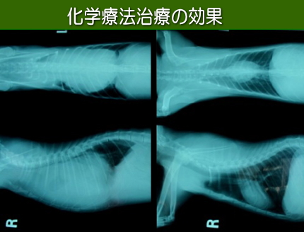 化学療法治療前と後